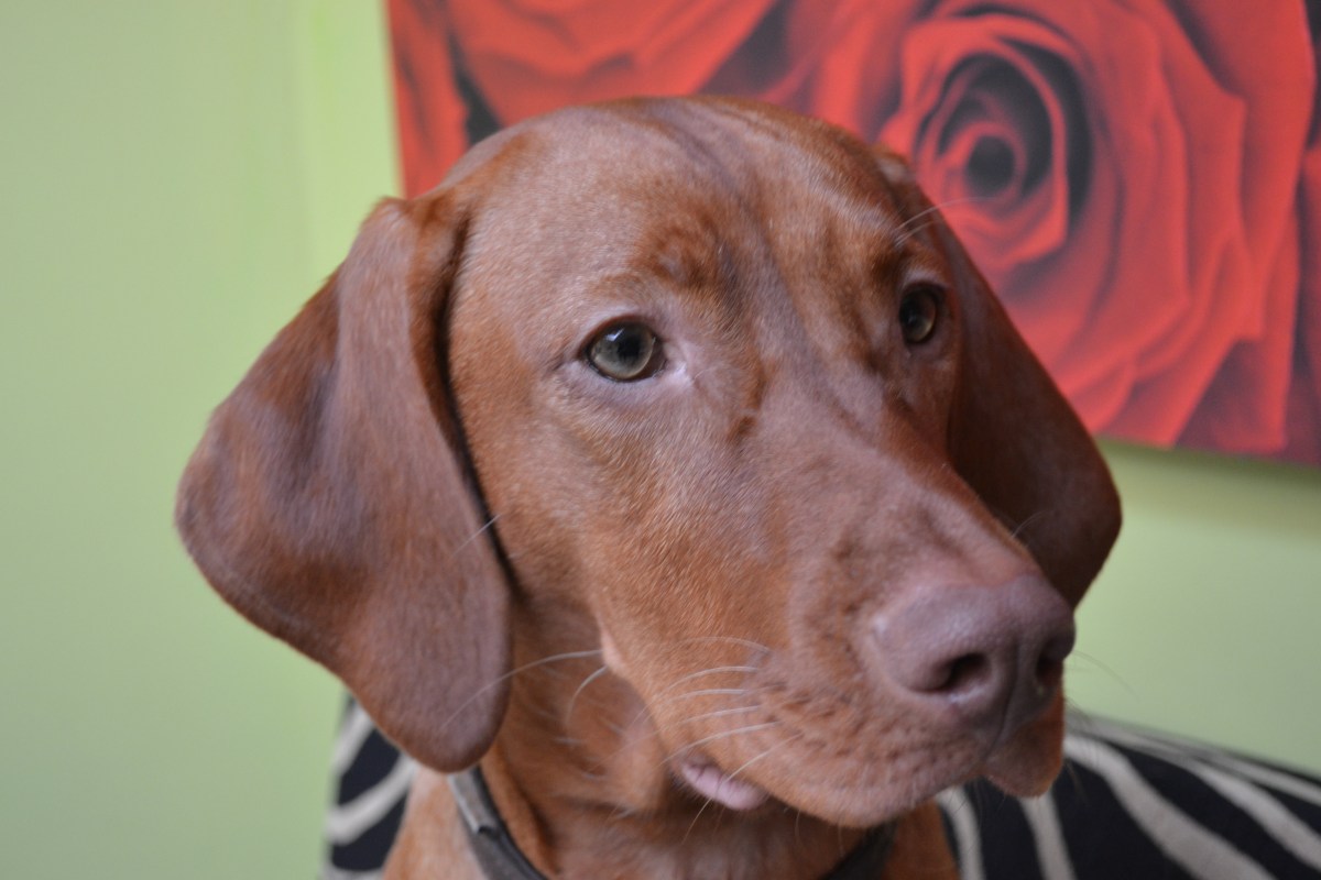 Luna’s Ruff guide to living – The Emu